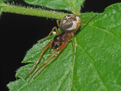 Pachygnatha listeri