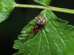 Pachygnatha listeri