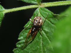 Pachygnatha listeri
