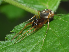 Pachygnatha listeri