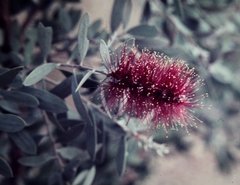 Melaleuca nervosa