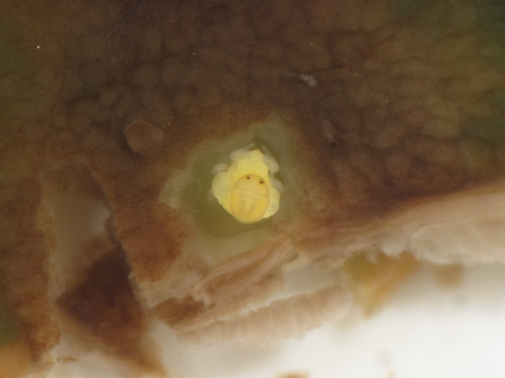 Paurotriozana