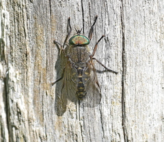 Tabanus quatuornotatus