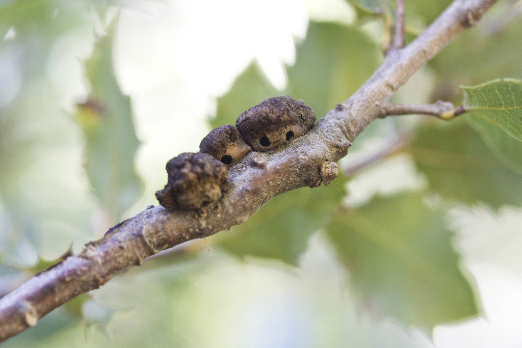 Disholandricus chrysolepidis