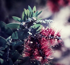 Melaleuca nervosa