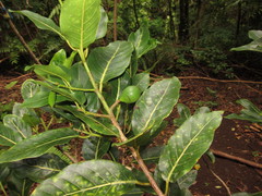 Cryptocarya mannii
