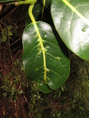 Cryptocarya mannii