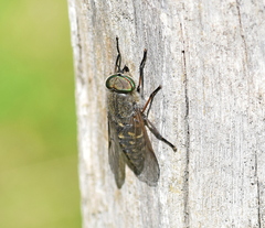 Tabanus quatuornotatus