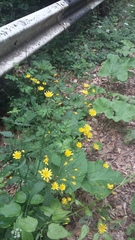 Lapsana communis intermedia