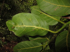 Cryptocarya mannii