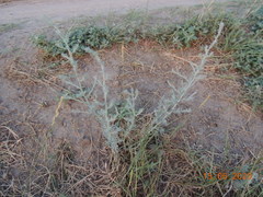 Artemisia nitrosa