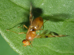 Myoleja lucida