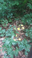 Lapsana communis intermedia
