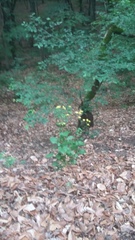 Lapsana communis intermedia