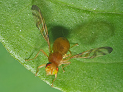 Myoleja lucida