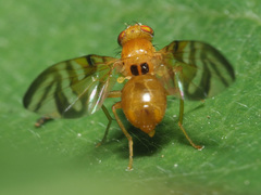 Myoleja lucida