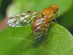 Myoleja lucida