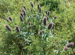 Trifolium rubens