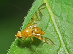 Myoleja lucida