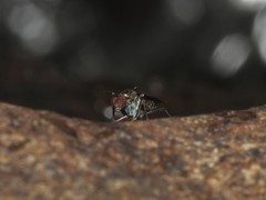 Sigmatineurum omega