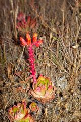 Dudleya palmeri