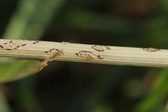 Puccinia allii