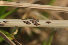 Puccinia allii