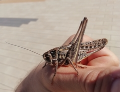 Decticus verrucivorus