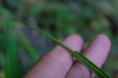 Bromus vulgaris