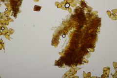 Puccinia allii