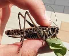 Decticus verrucivorus