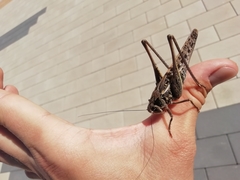Decticus verrucivorus