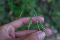 Bromus vulgaris