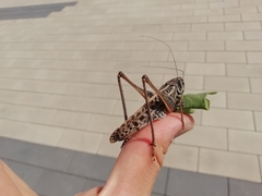 Decticus verrucivorus