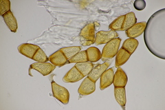 Puccinia allii