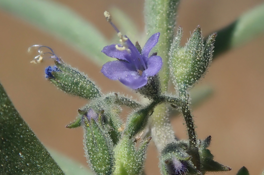 small-flowered bluecurls