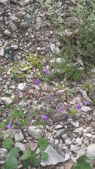 Campanula sibirica taurica