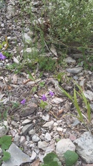 Campanula sibirica taurica
