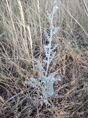 Artemisia nitrosa