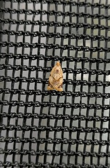Neocalyptis affinisana