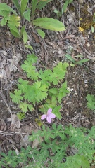 Geranium asphodeloides