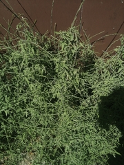 Sisymbrium officinale