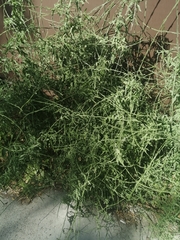 Sisymbrium officinale