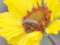 Lepturobosca chrysocoma