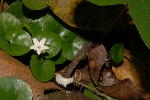 Geophila uniflora image