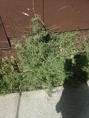 Sisymbrium officinale