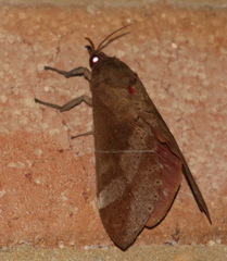 Oxycanus beltista
