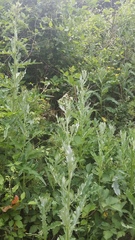 Cirsium arvense vestitum