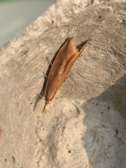 Donacaula forficella