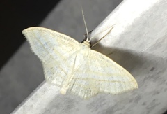 Scopula quadrilineata